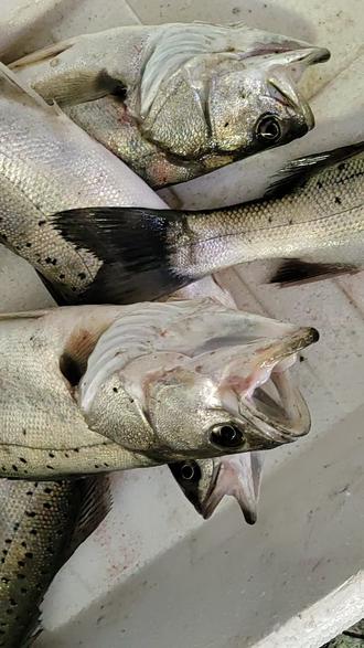 渤海海钓鲈鱼视频(渤海湾海钓鲈鱼季节) 渤海海钓鲈鱼视频(渤海湾海钓鲈鱼季节)