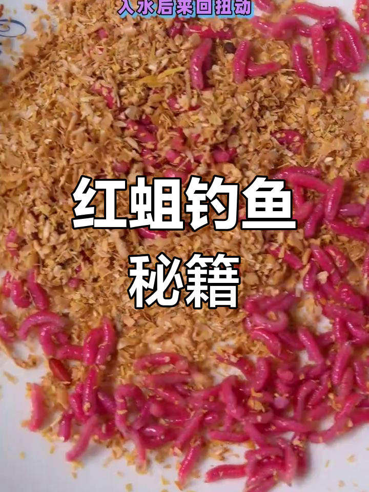 用蛆钓鱼的技巧(钓鱼用蛆钓什么鱼)