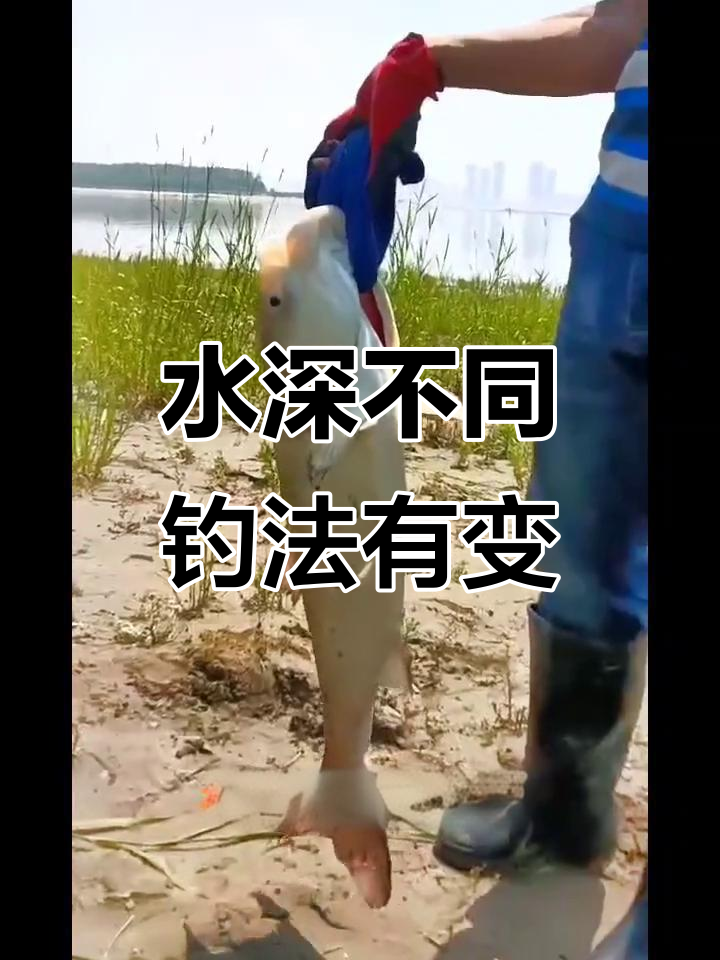 40cm水深钓鱼技巧(水深40公分如何钓鲢鳙) 40cm水深钓鱼技巧(水深40公分如何钓鲢鳙)