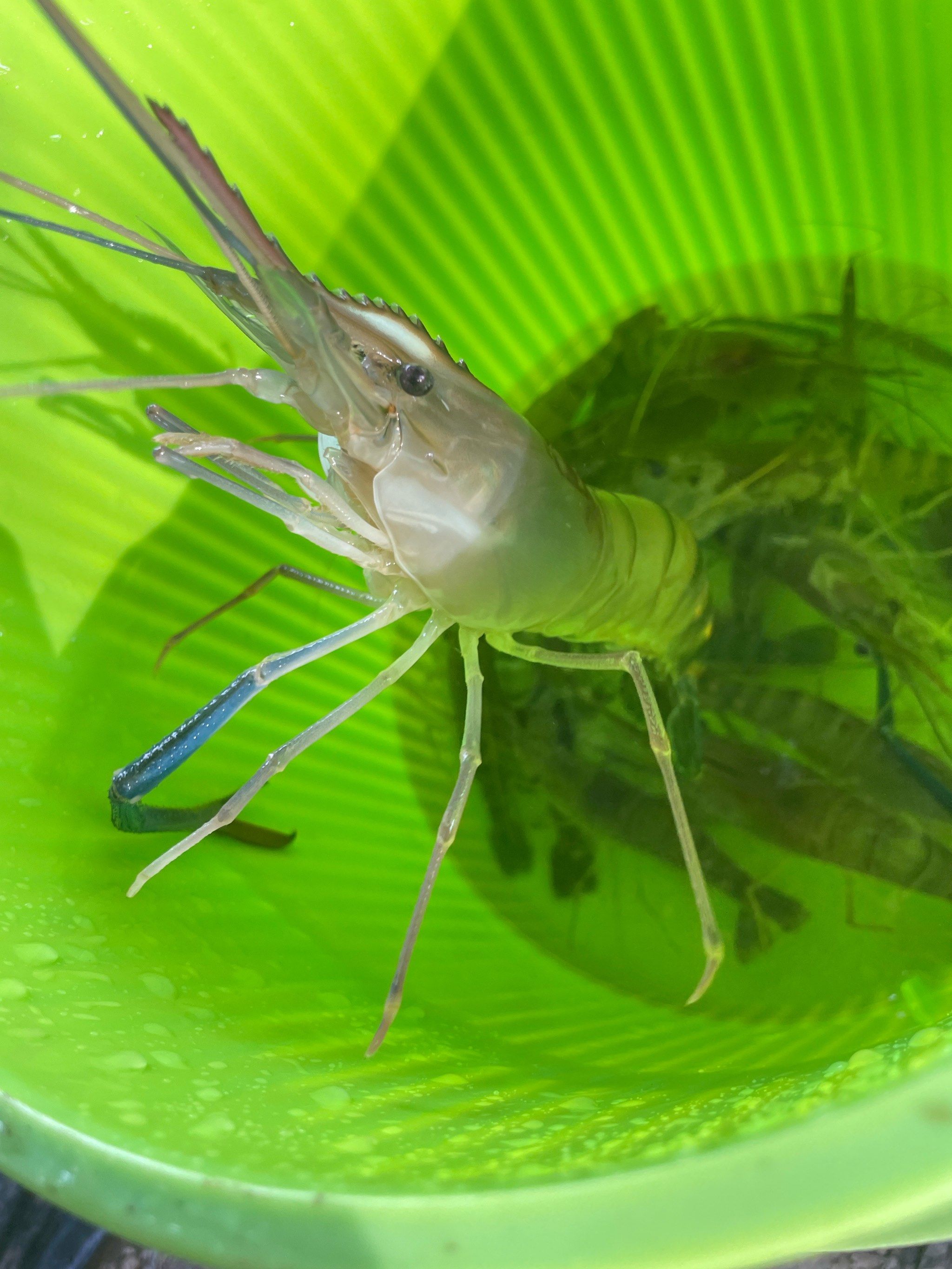 海钓的活虾(海钓活虾饵腌制多久)