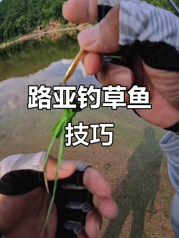 草鱼可以路亚不(草鱼用路亚饵最好钓) 草鱼可以路亚不(草鱼用路亚饵最好钓)