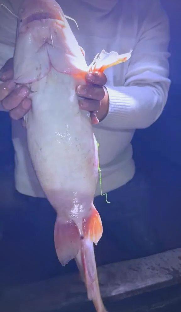 水库钓江团鱼的技巧(水库钓江团鱼的技巧图解)