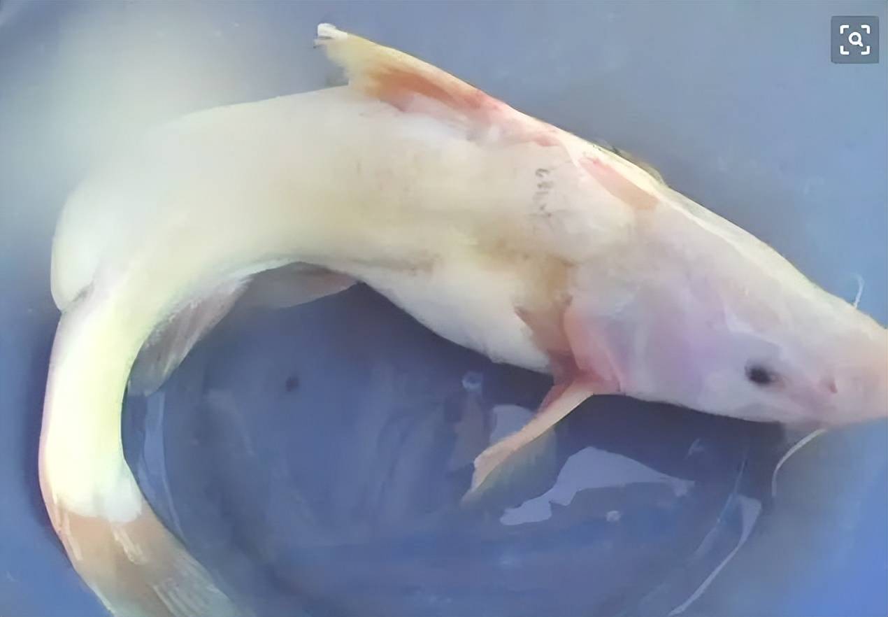 水库钓江团鱼的技巧(水库钓江团鱼的技巧图解)