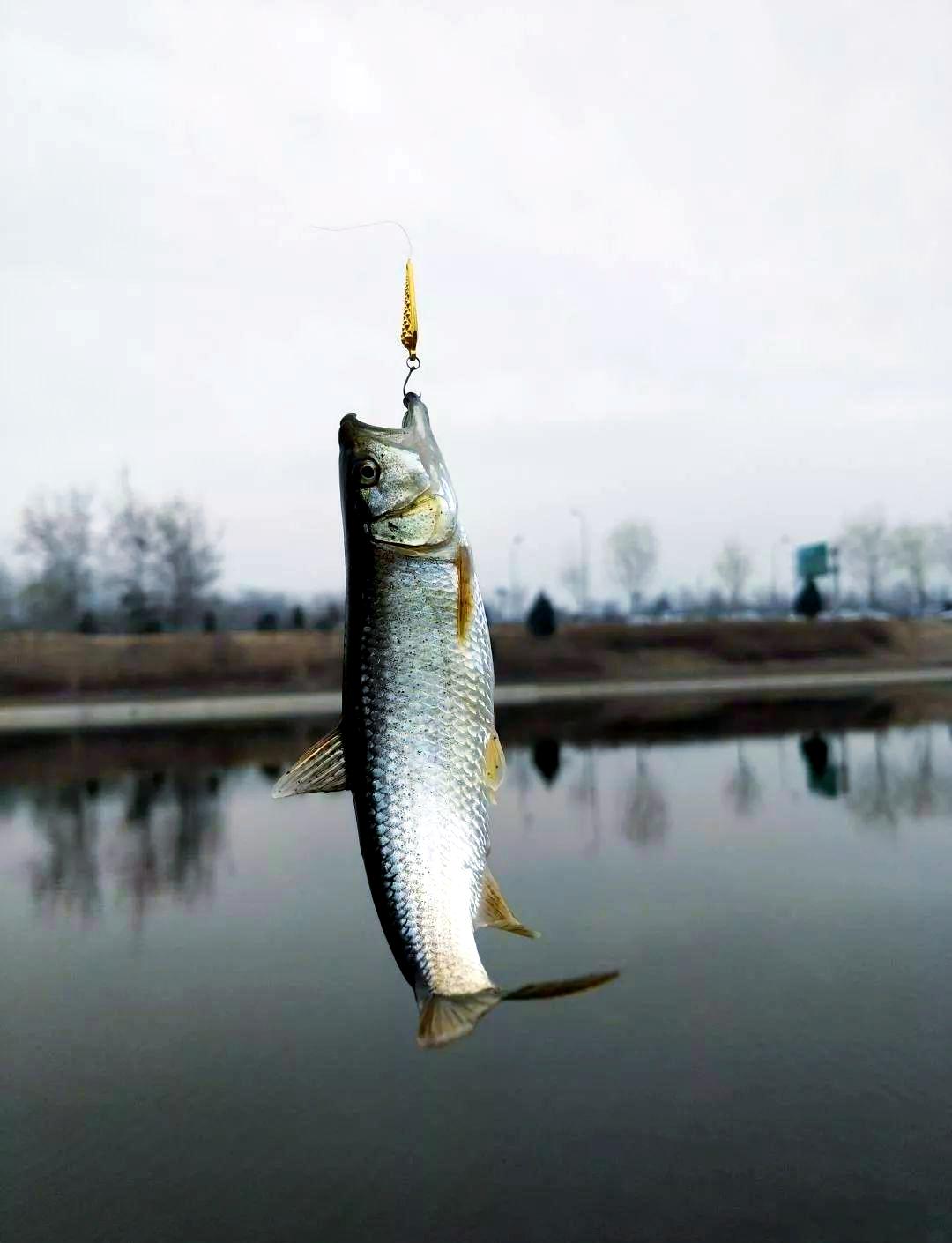 细河路亚(100左右的路亚竿测评) 细河路亚(100左右的路亚竿测评)