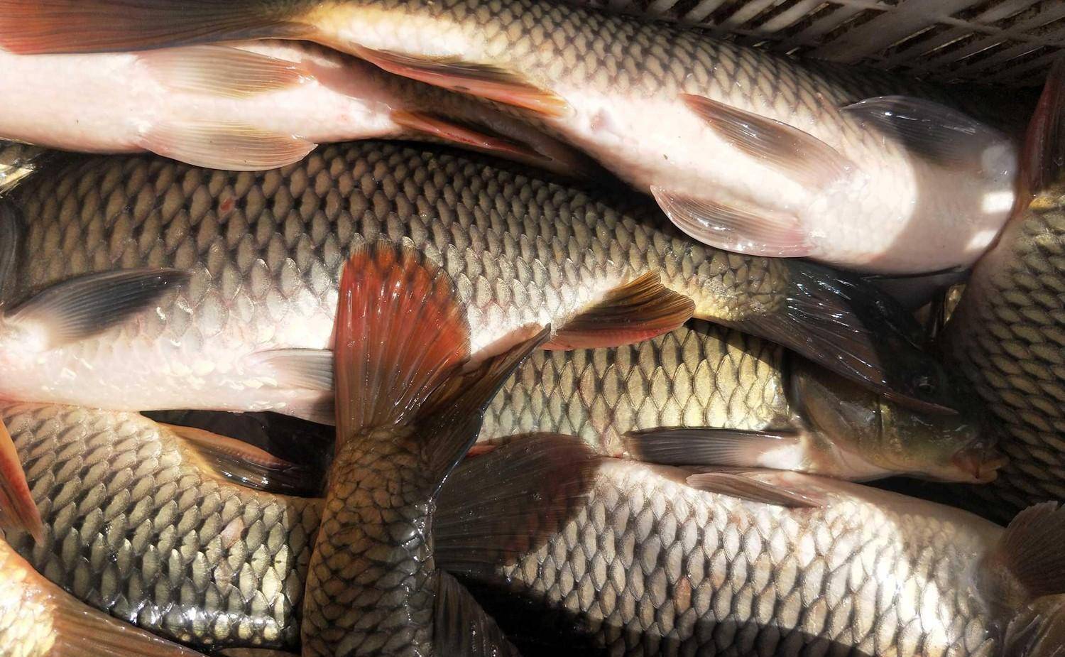 黑坑抢钓框鲤技巧(最先进的鲤鱼爆炸钩)