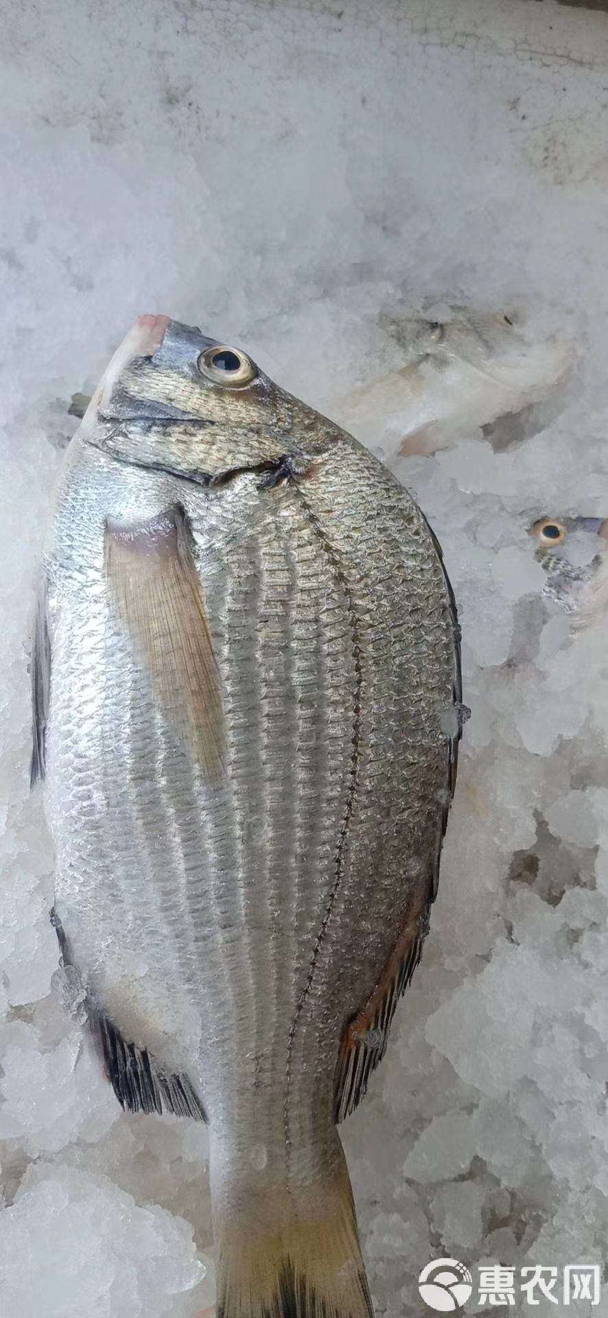 船钓黄脚立鱼技巧(船钓黄脚立鱼技巧图解)