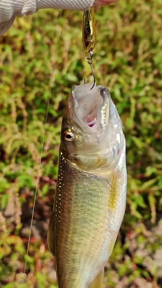 路亚马鲛鱼视频(路亚马鲛鱼用多硬的杆子)