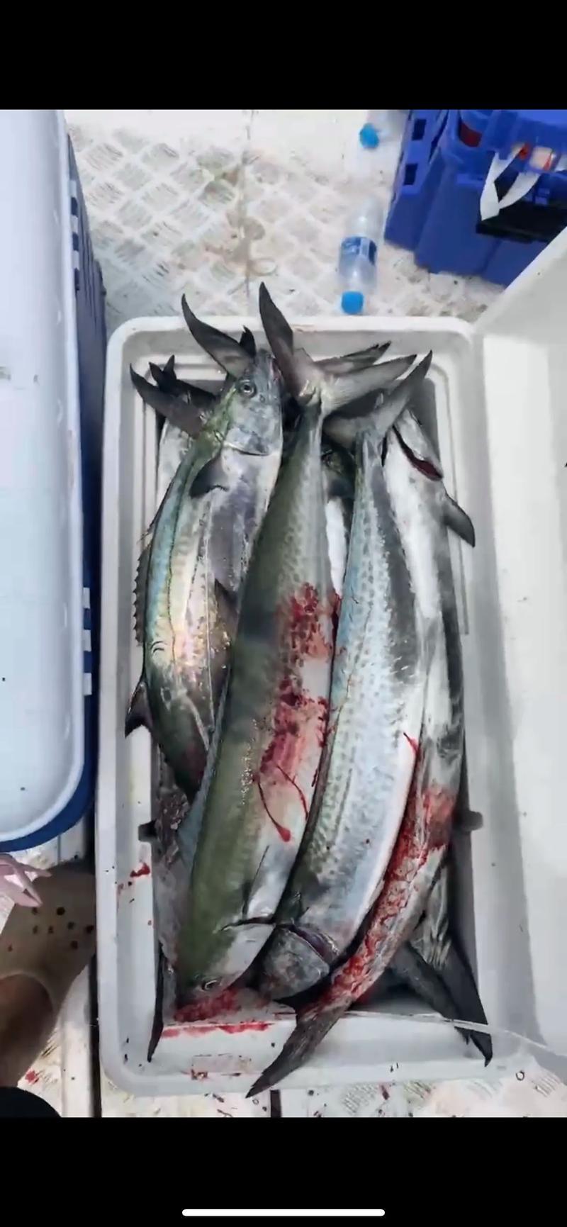 路亚马鲛鱼视频(路亚马鲛鱼用多硬的杆子)