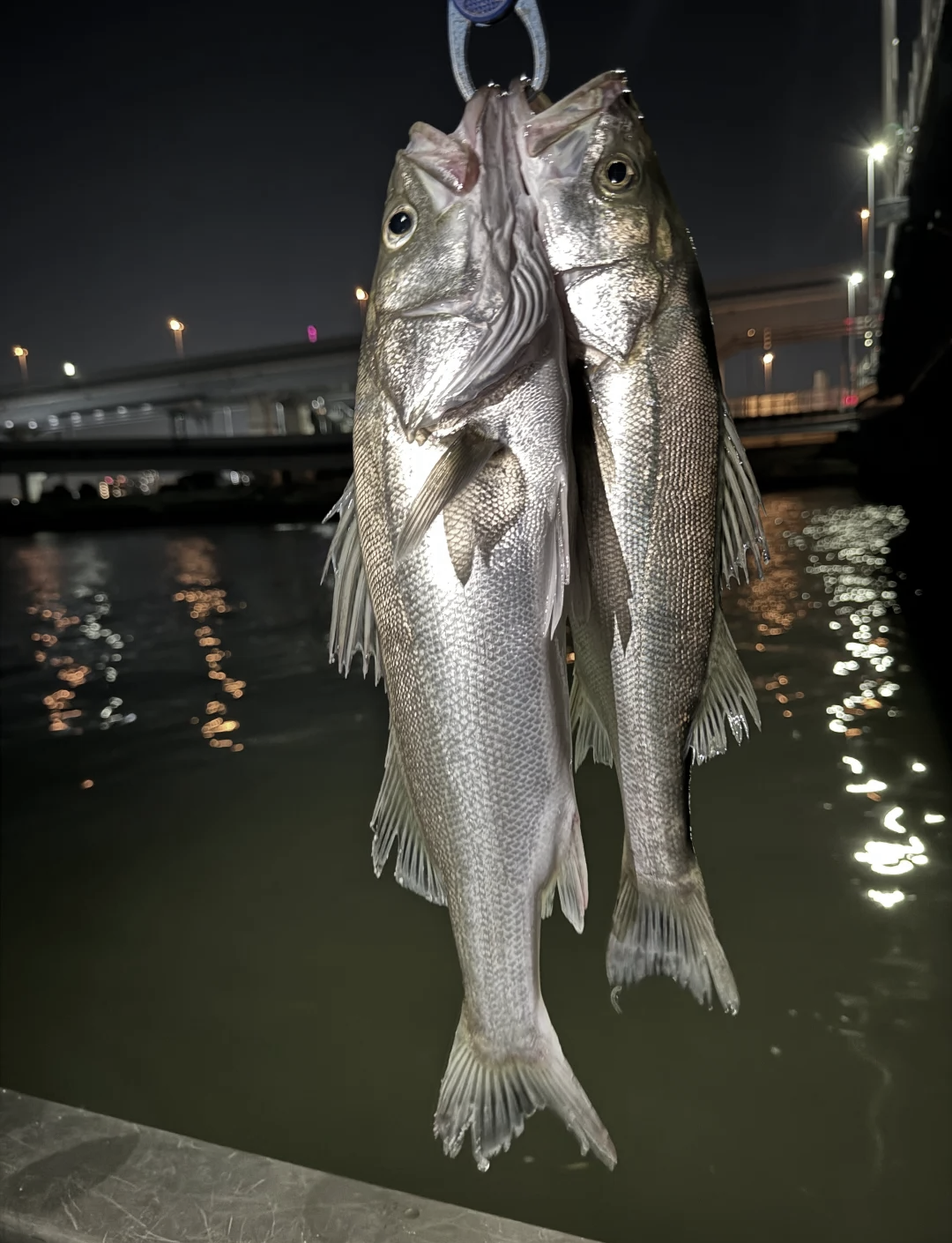 路亚池塘鲈鱼(路亚钓鲈鱼技巧淡水)