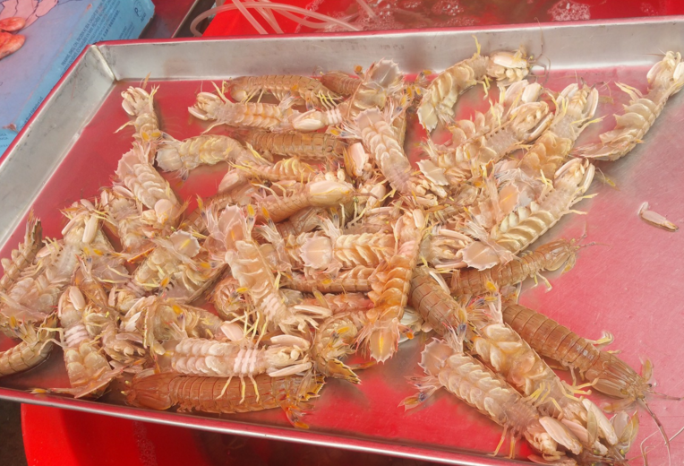 海钓蝼蛄虾收购(蝼蛄虾多少钱一斤) 海钓蝼蛄虾收购(蝼蛄虾多少钱一斤)