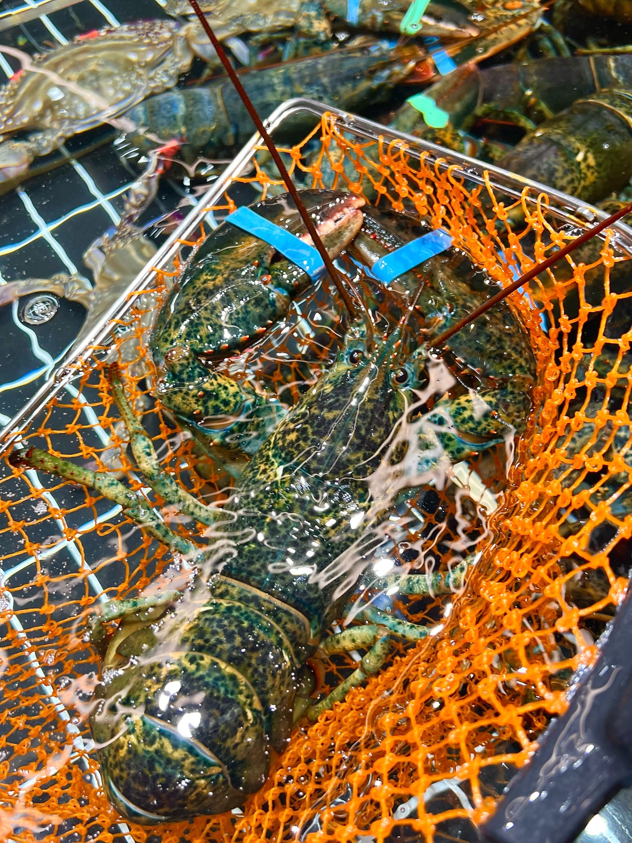 海钓蝼蛄虾收购(蝼蛄虾多少钱一斤) 海钓蝼蛄虾收购(蝼蛄虾多少钱一斤)