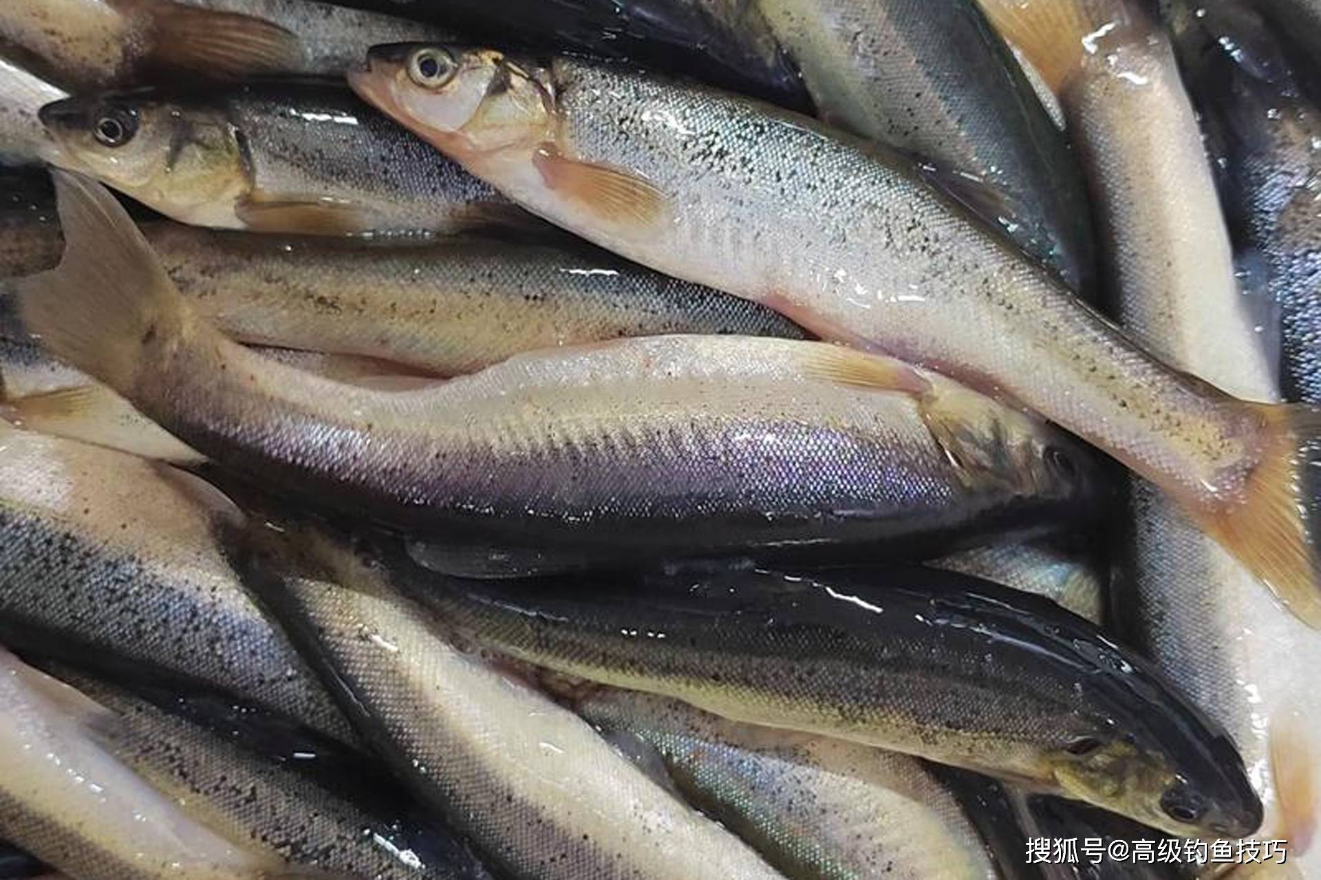 技巧钓柳根鱼(如何垂钓柳根鱼)