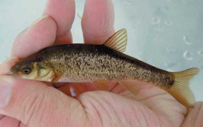 技巧钓柳根鱼(如何垂钓柳根鱼)