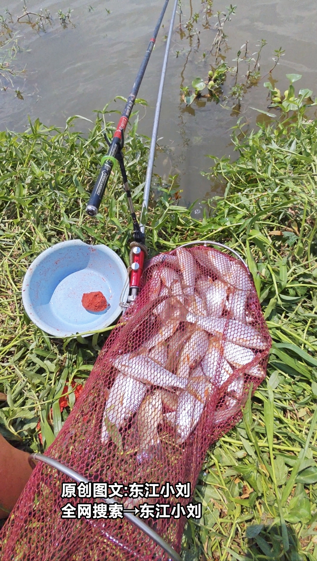 广东钓鲮鱼技巧集锦(广东钓鲮鱼用什么饵料最好)