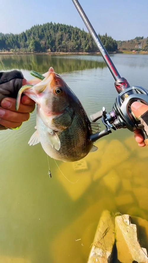 茜坑路亚(惠州溪流路亚)