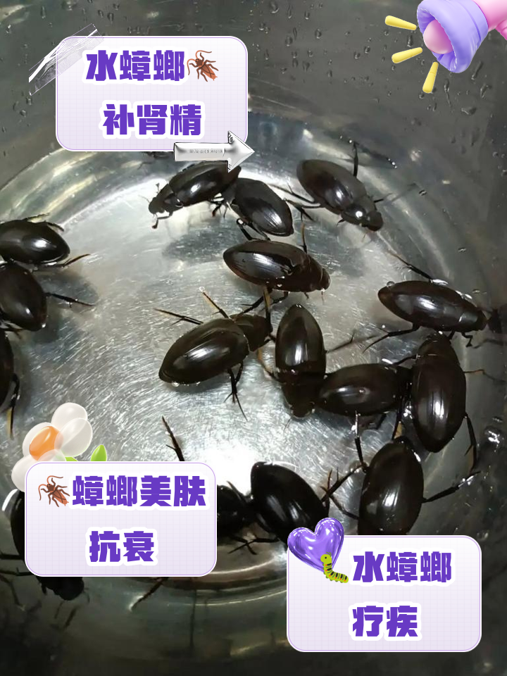 平潭海钓用海蟑螂(海蟑螂钓鱼效果好吗)