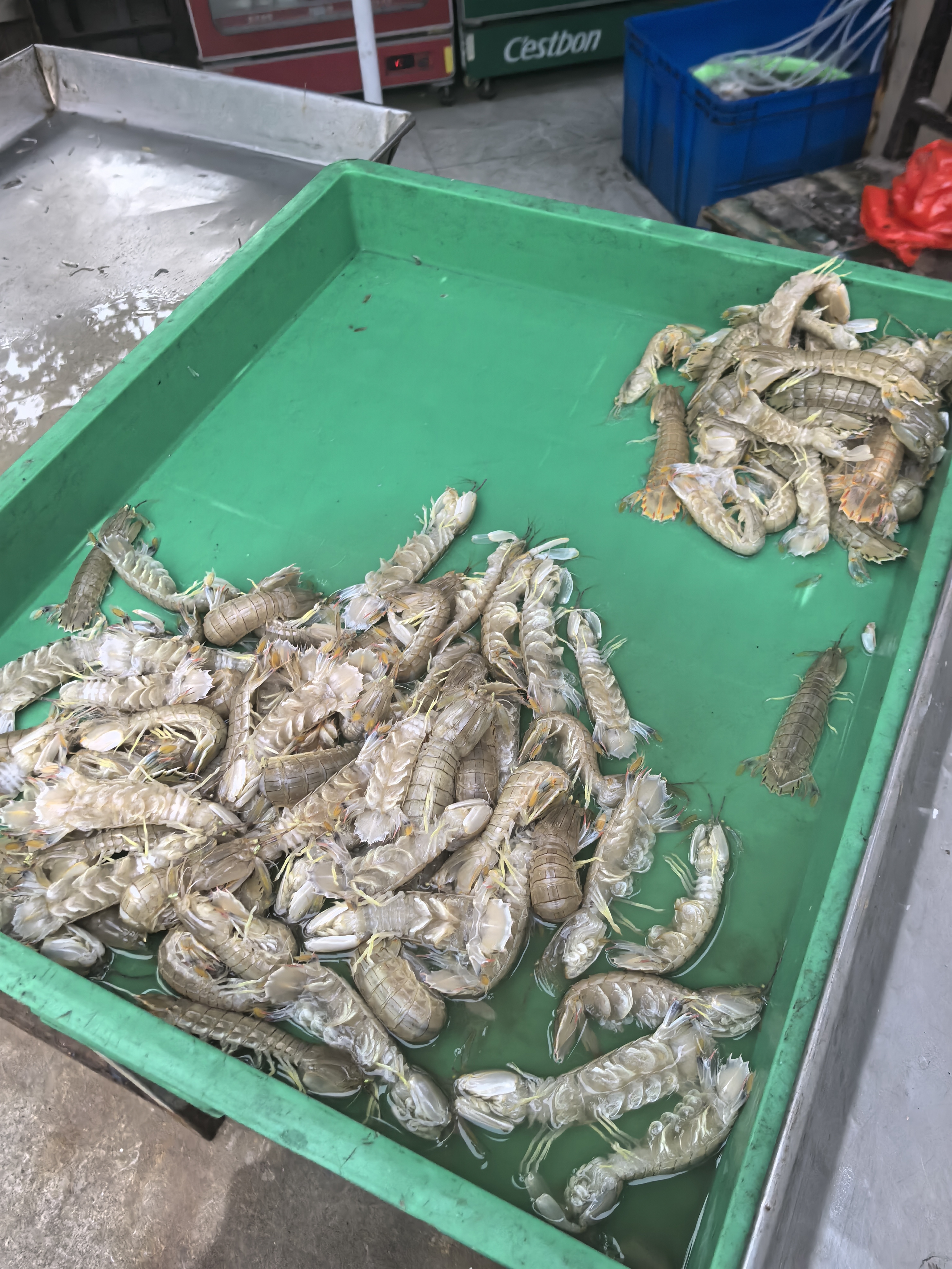 平潭海钓用海蟑螂(海蟑螂钓鱼效果好吗)