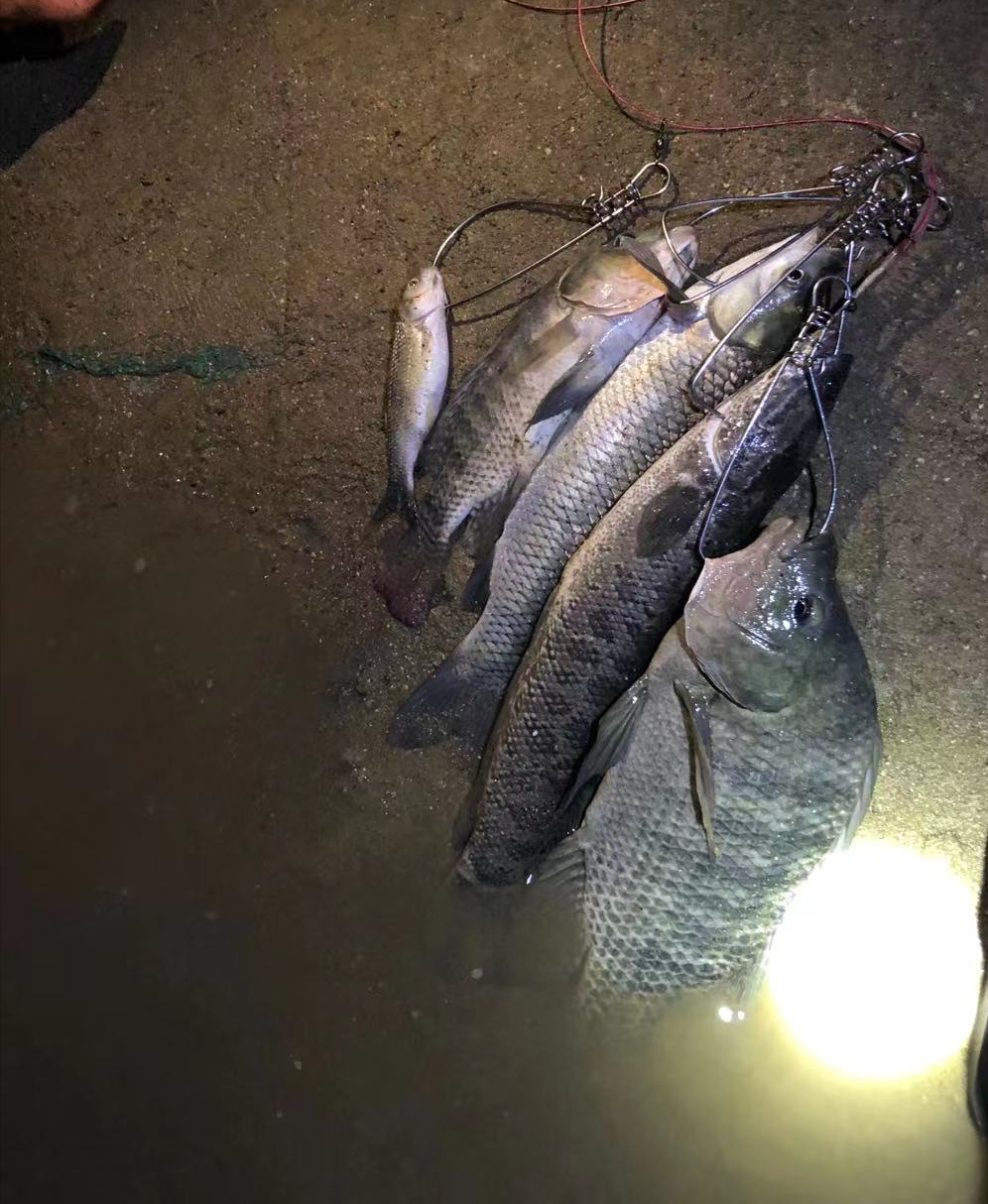 夜钓路亚(夜钓路亚翘嘴用什么饵) 夜钓路亚(夜钓路亚翘嘴用什么饵)