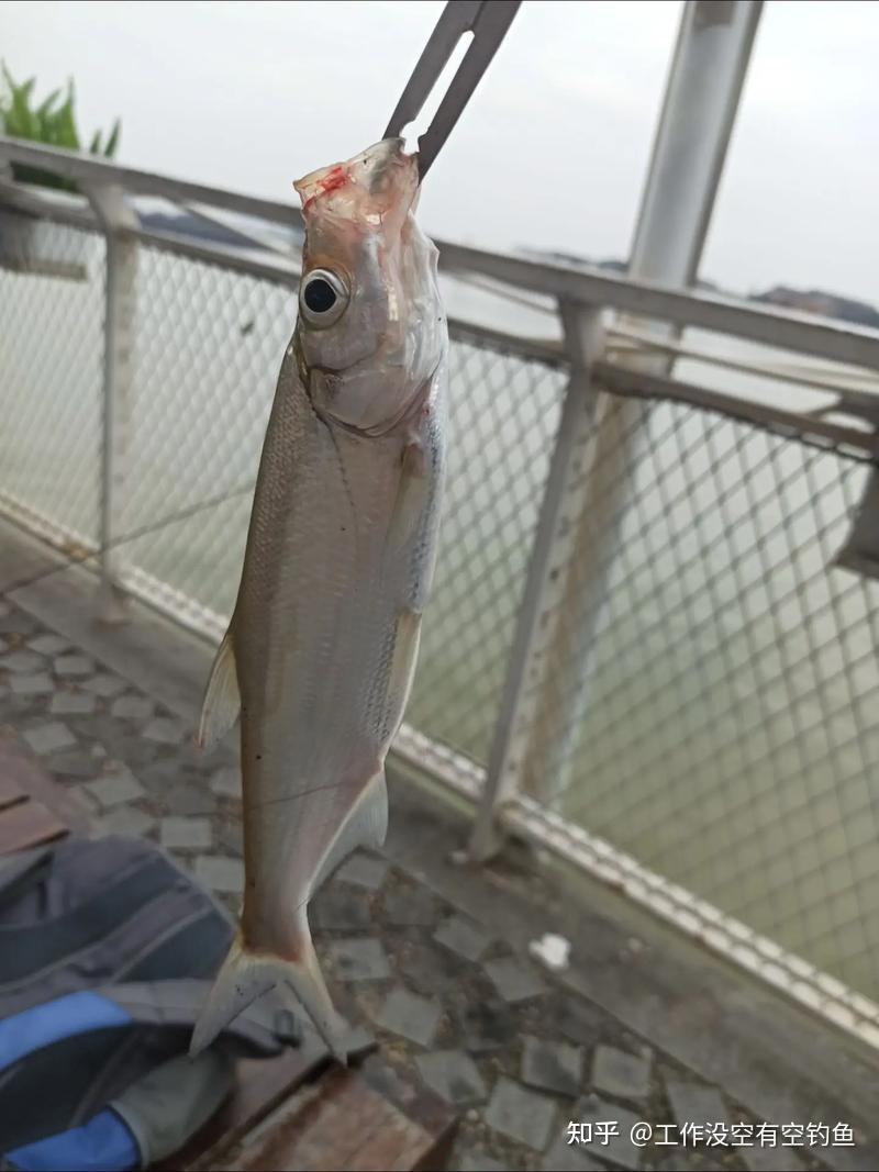 初春路亚翘嘴(初春路亚翘嘴最佳时间水层) 初春路亚翘嘴(初春路亚翘嘴最佳时间水层)