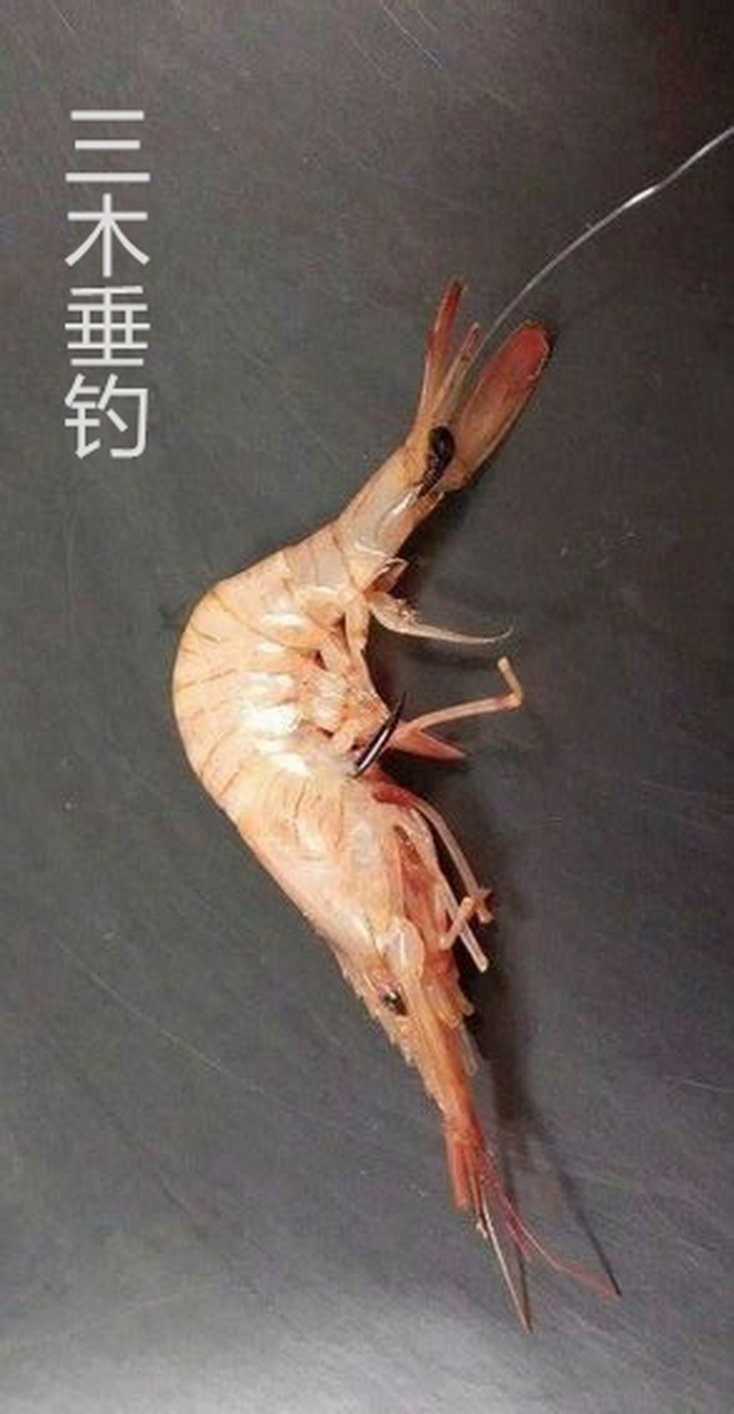 挂鱼饵技巧(挂鱼饵方法视频教程)