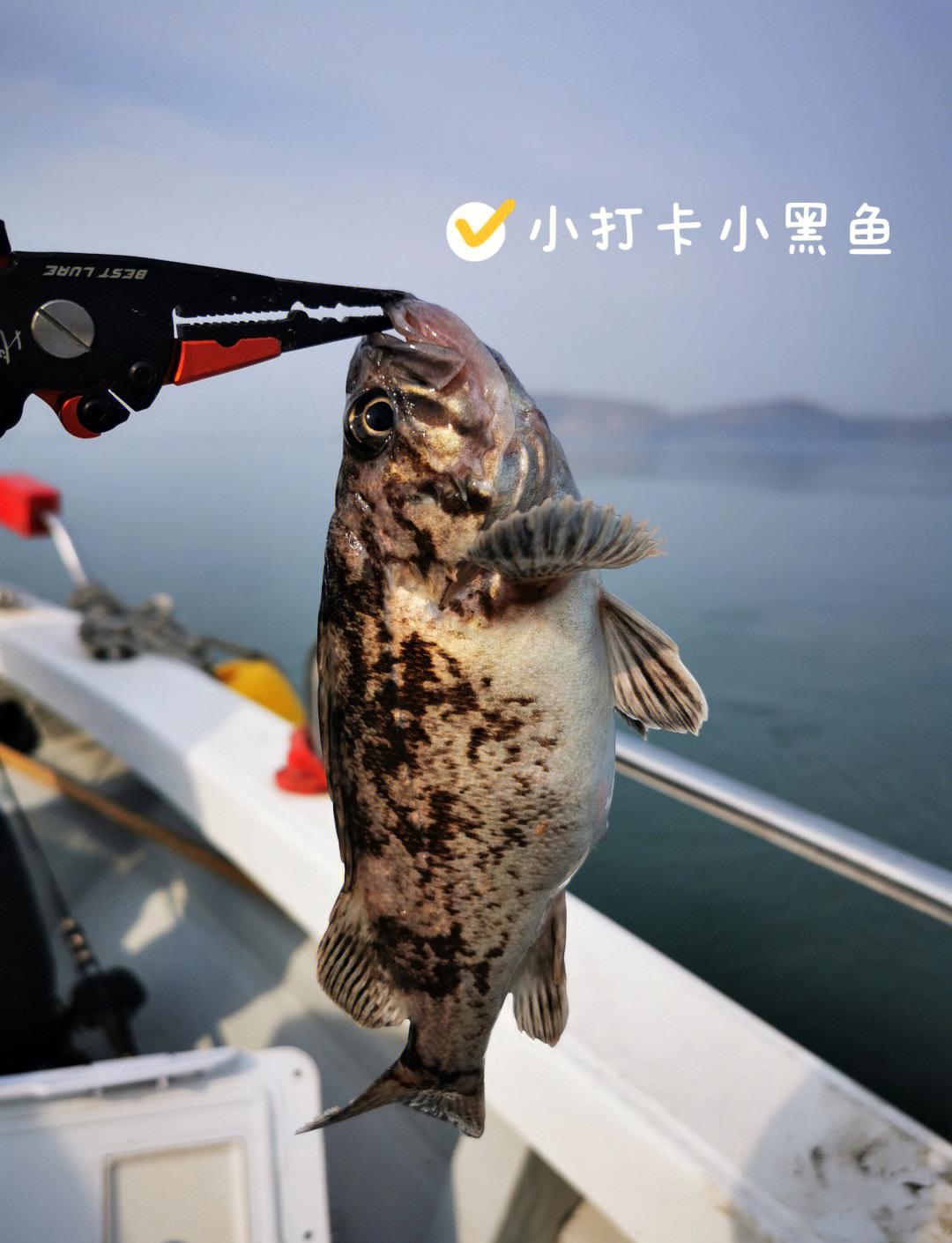 大连日本海钓(大连海钓鱼视频)
