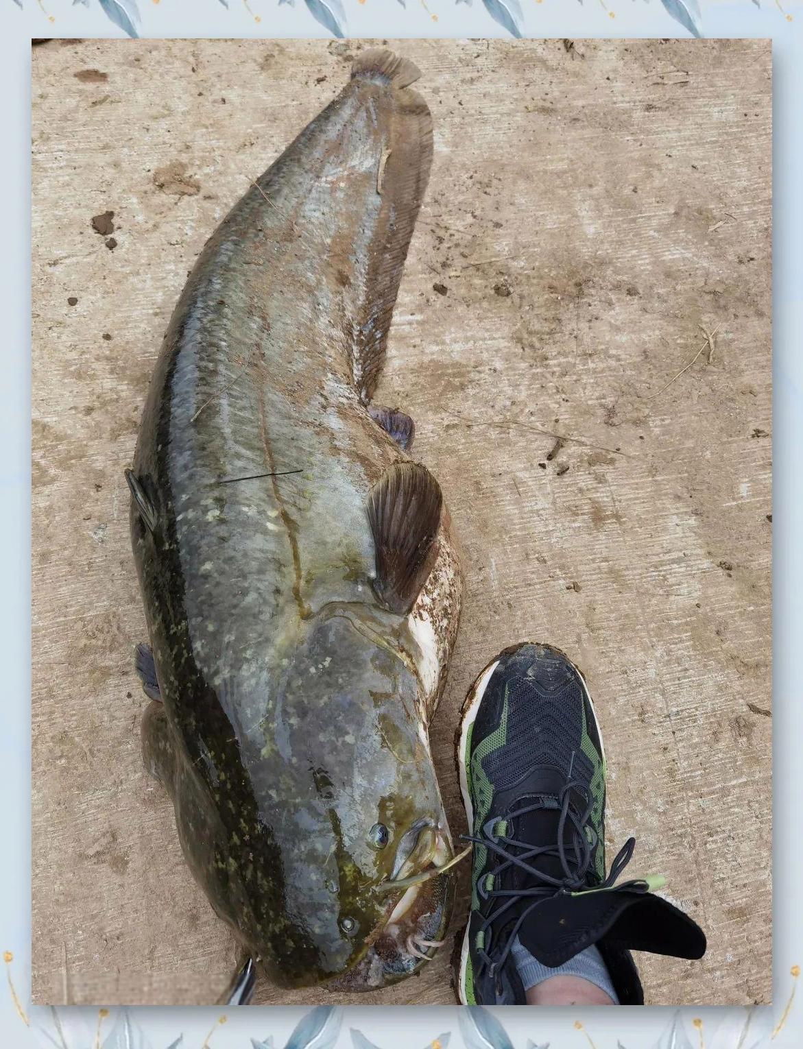 春季池塘钓鲶鱼技巧(春季池塘钓鲶鱼技巧和方法) 春季池塘钓鲶鱼技巧(春季池塘钓鲶鱼技巧和方法)