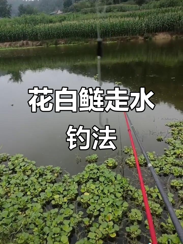 钓白鲢的绝招和技巧(钓白鲢用什么方式钓最好钓)