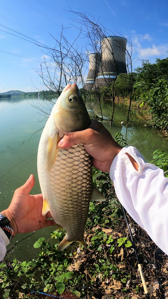 野河教学钓鱼技巧(野河钓鱼视频野钓实战) 野河教学钓鱼技巧(野河钓鱼视频野钓实战)