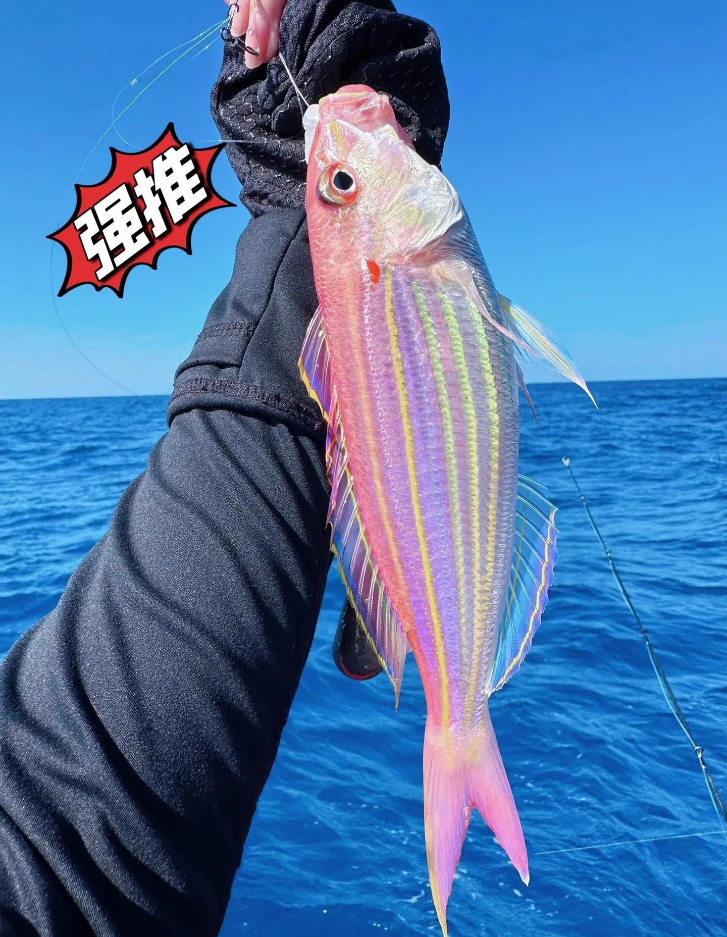 淇澳岛海钓(珠海淇澳岛钓鱼攻略) 淇澳岛海钓(珠海淇澳岛钓鱼攻略)