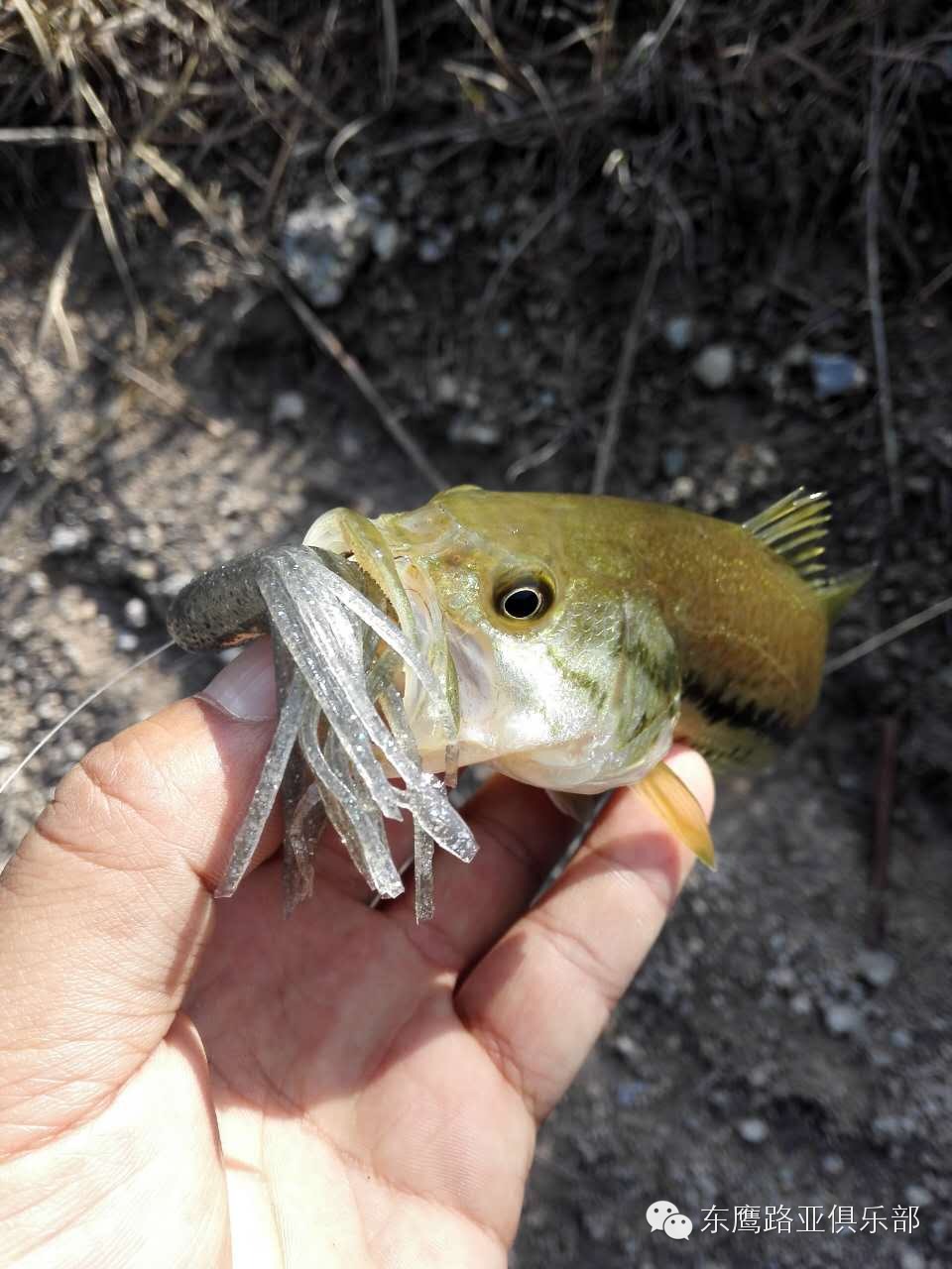 监利路亚论坛(小椰树路亚官网)