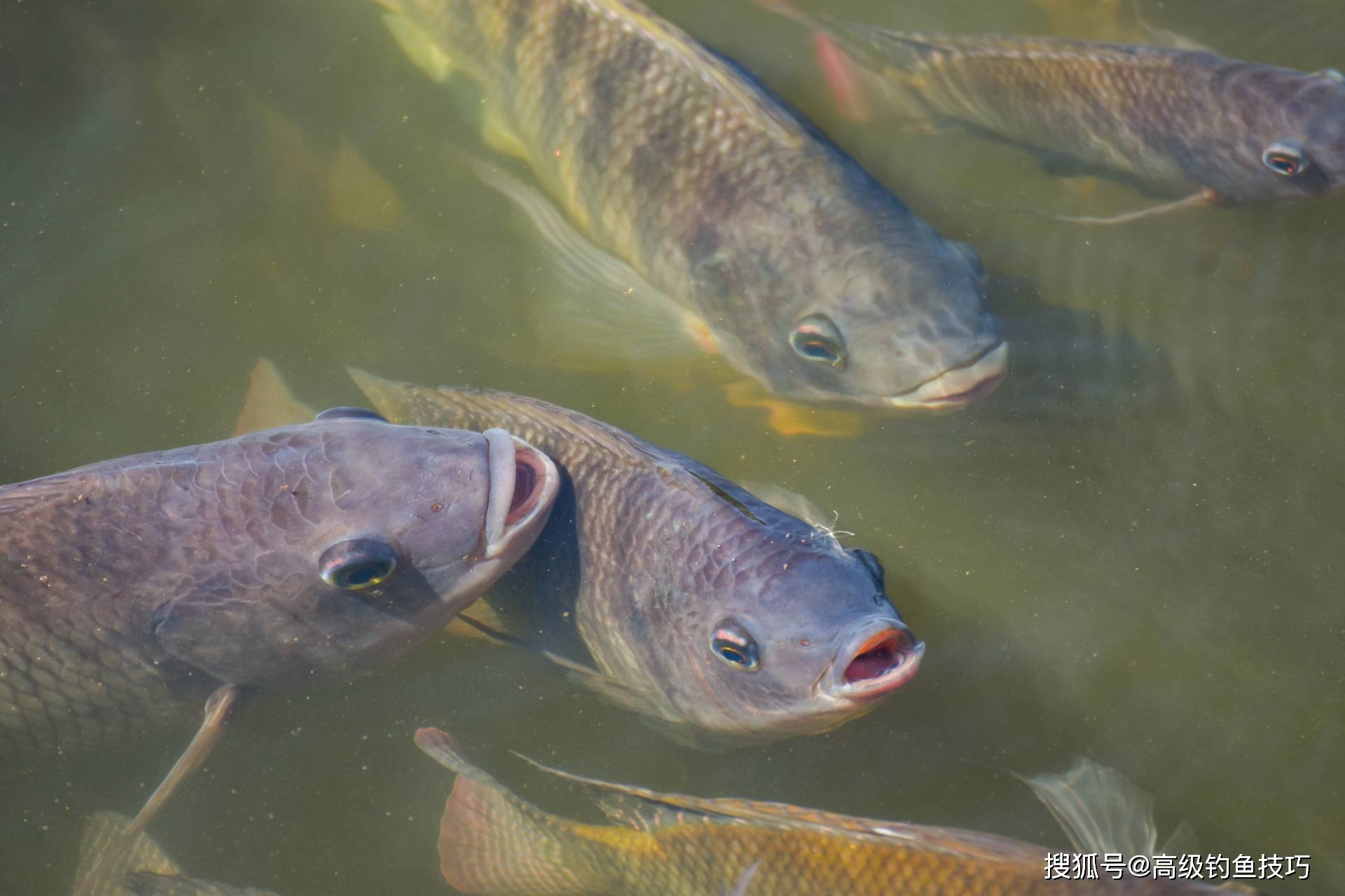 春末夏初雾天钓鱼技巧(春天雾天钓鱼钓深还是钓浅)
