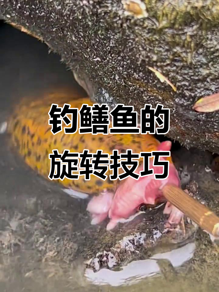 自动钓鳝鱼的技巧(请问自动钓钓鱼效果如何) 自动钓鳝鱼的技巧(请问自动钓钓鱼效果如何)
