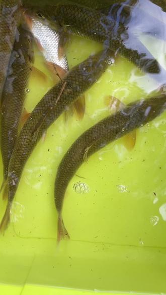 重唇鱼钓法饵料配方法(重唇鱼喜欢什么味型饵料) 重唇鱼钓法饵料配方法(重唇鱼喜欢什么味型饵料)