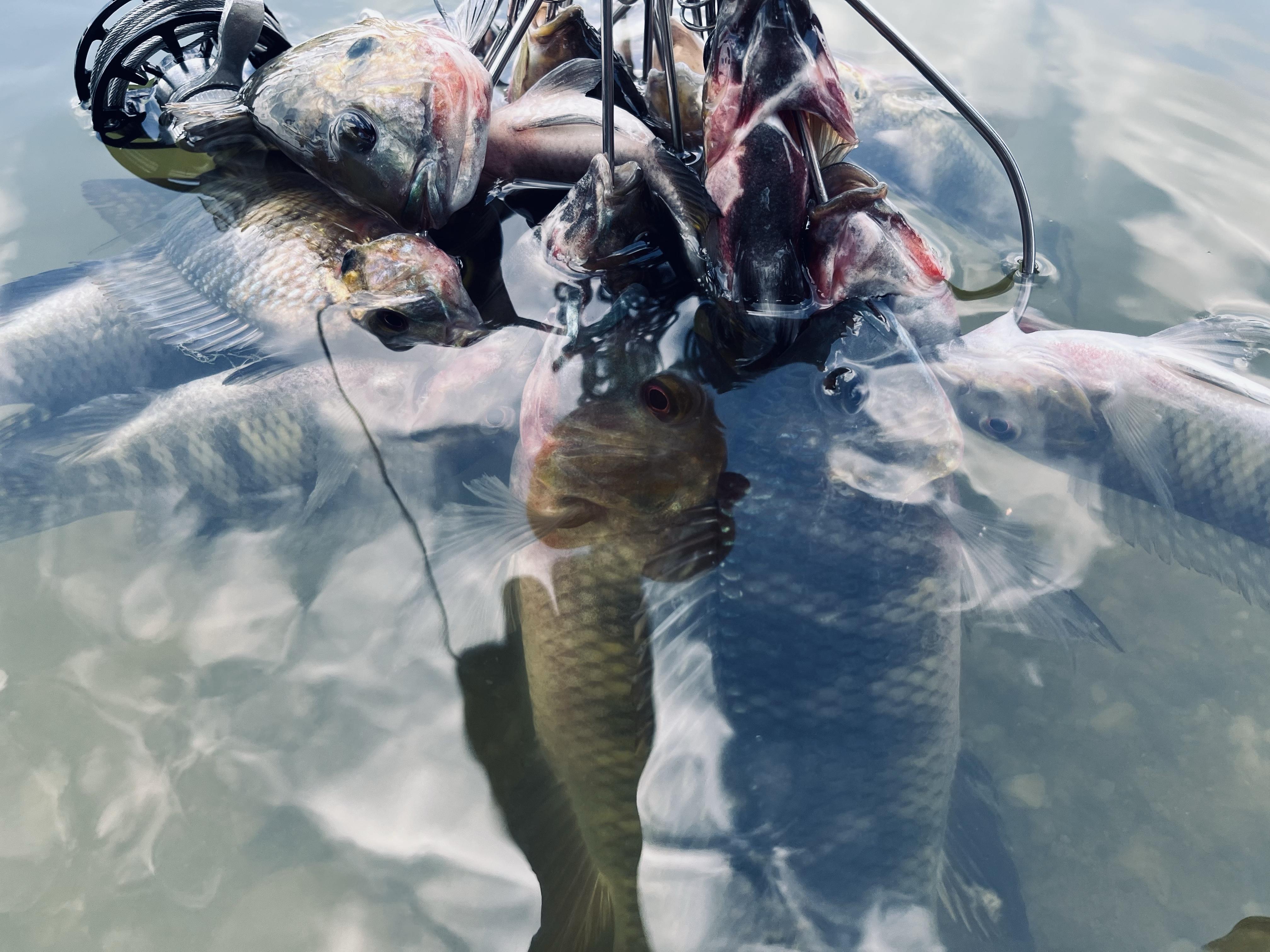 路亚中国(路亚中国红pe线) 路亚中国(路亚中国红pe线)