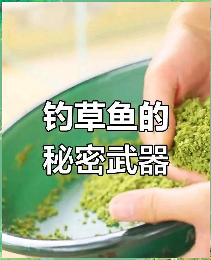 草鱼饵料搭配技巧视频(草鱼饵料搭配技巧视频讲解)