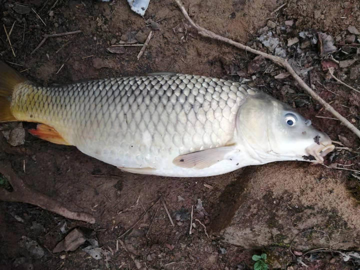 鲢鳙饵料钓鲤鱼(鲢鳙饵料对鲤鱼有什么作用)