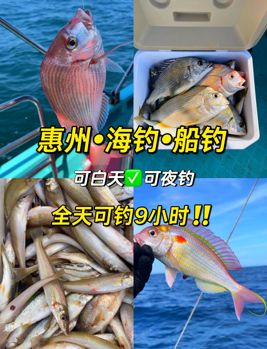 海钓惠州平海(惠州海钓可以钓获什么鱼)