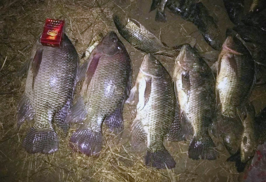 冬季钓罗飞鱼技巧(冬季钓罗飞用什么饵)