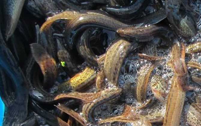 泥鱼爱什么饵料(泥鳅鱼用什么饵料钓)