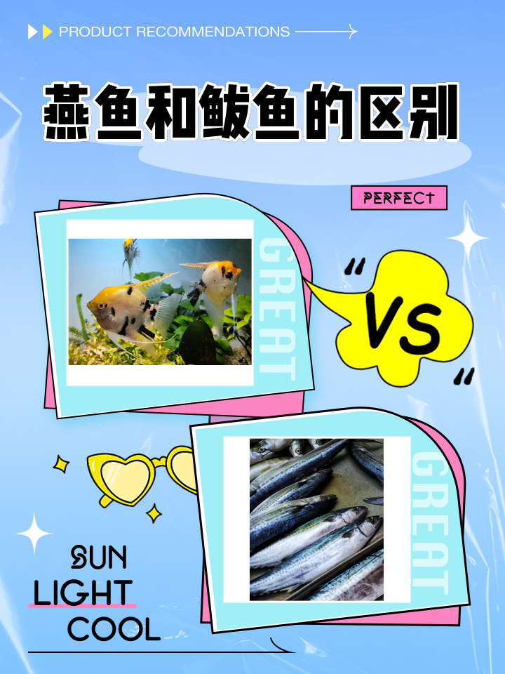 海钓教学燕鱼(海钓燕鱼线组视频)