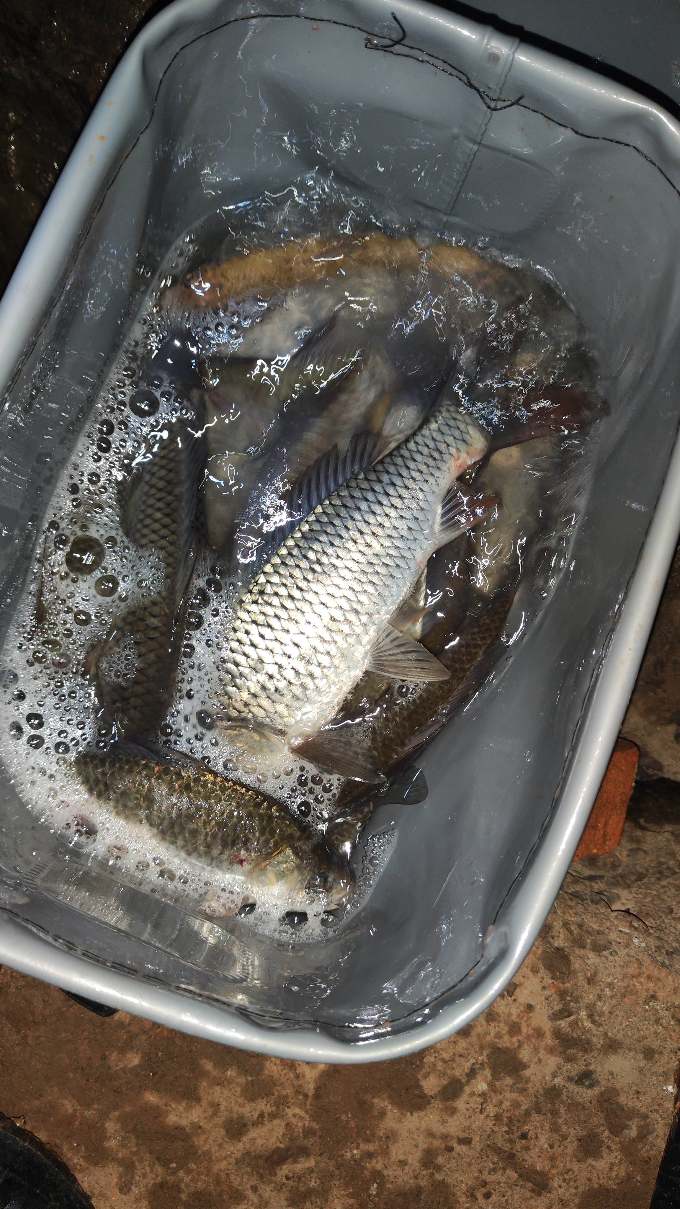 春季水库钓鲤鱼饵料(春季水库野钓鲤鱼技巧) 春季水库钓鲤鱼饵料(春季水库野钓鲤鱼技巧)