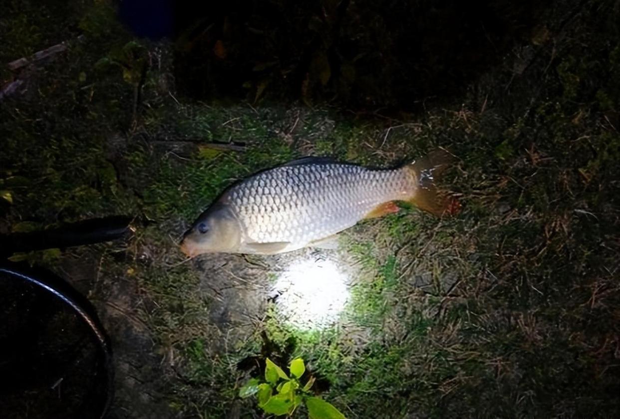 北方春季夜钓技巧(北方春天夜钓鲤鱼的最佳时间)