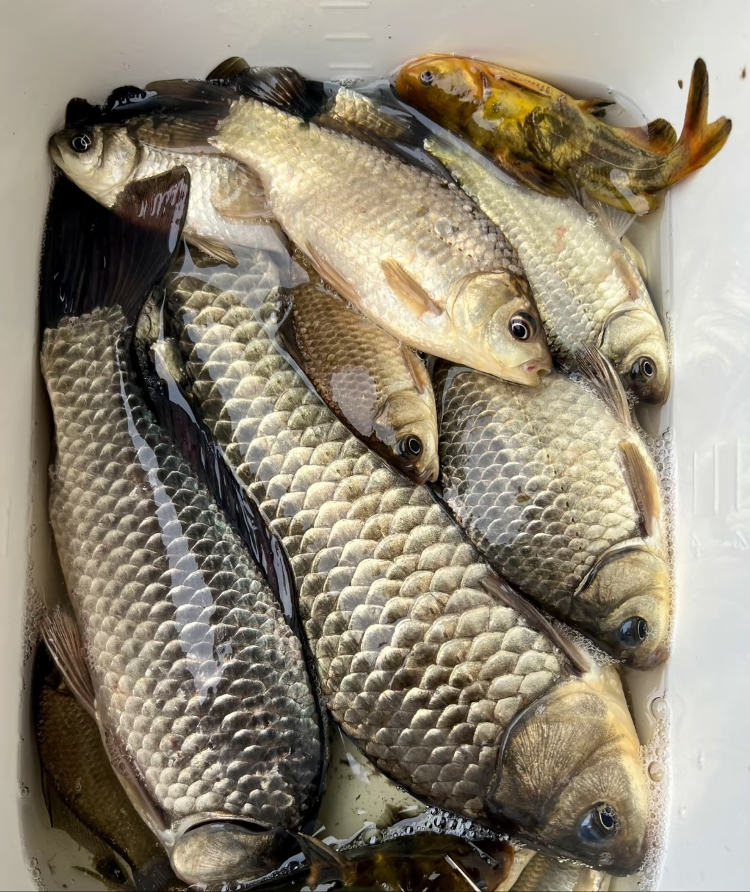 饵料钓鱼水下(饵料在水中的状态)