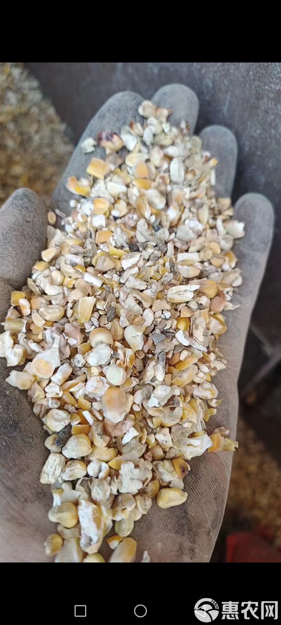 玉米渣自制饵料(玉米渣做鱼饵教程)