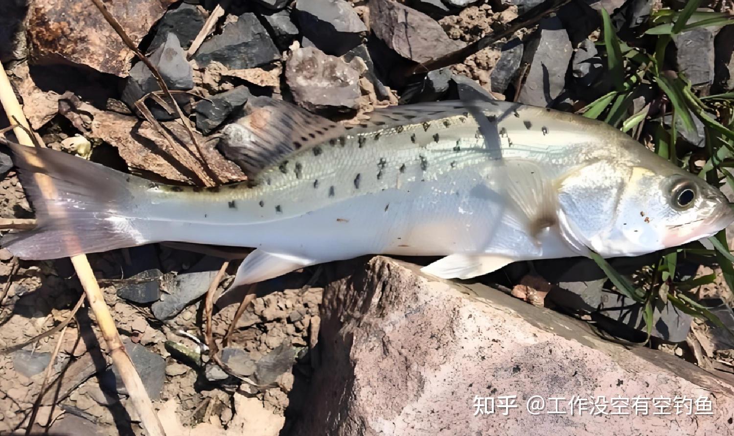 海钓鲈鱼什么时间好钓(垂钓海鲈鱼一般在几月份)