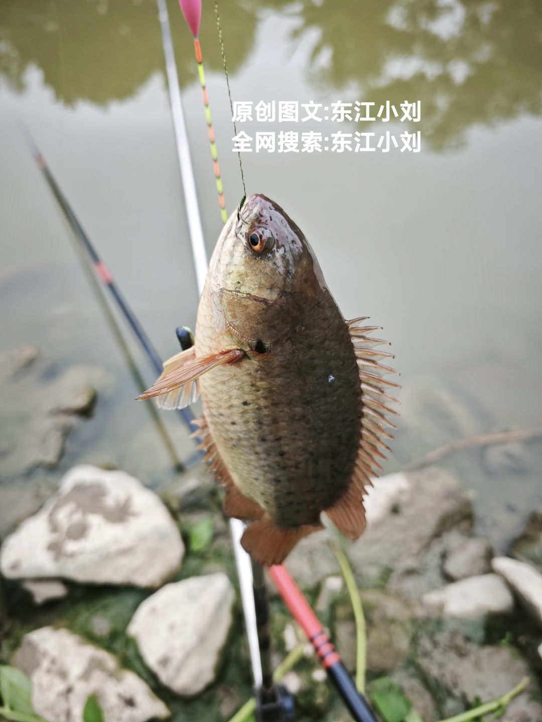 路亚钳钓村(离我最近的路亚钓场)