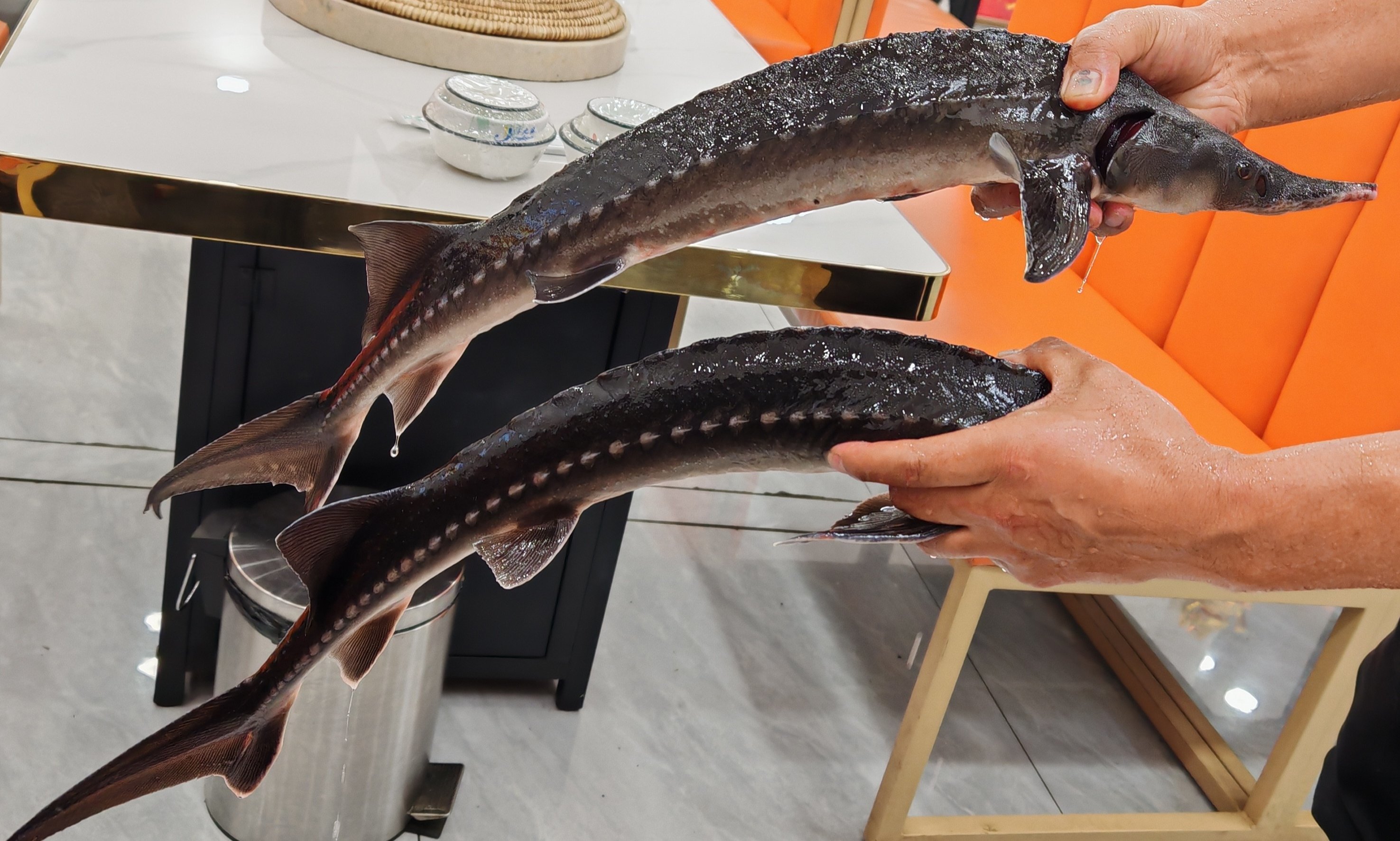 鸡肠海钓什么鱼(鸡肠适合钓什么鱼)