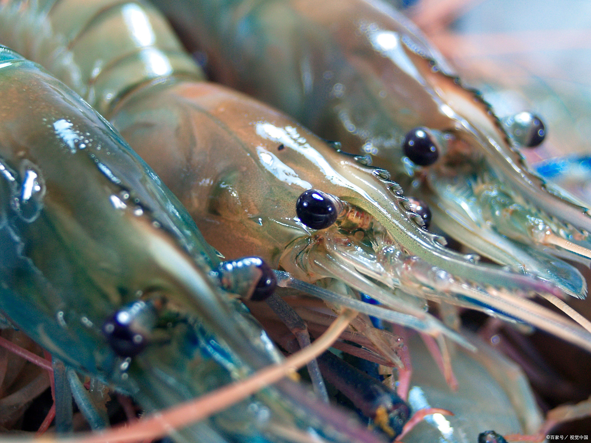 用磷虾海钓(磷虾粉能钓什么鱼)