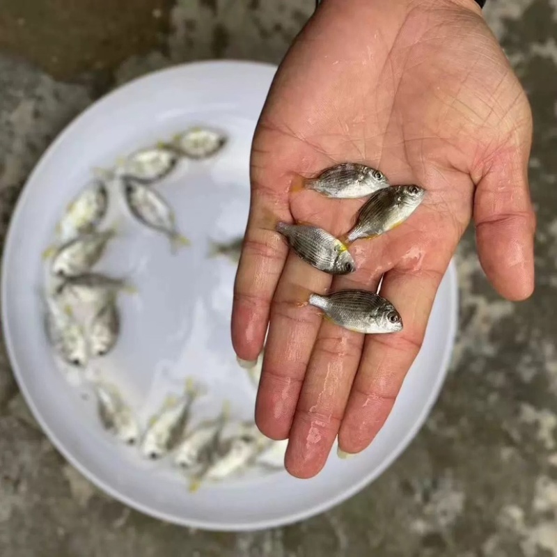 夜钓黄鳍鲷技巧(黄鳍鲷拿什么打窝)