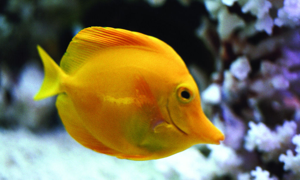 钓长江鳊鱼技巧(长江钓鳊鱼用什么味道的饵)